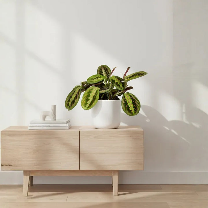 Maranta Fascinator in vaso bianco su mobile in legno, pianta decorativa da interno con foglie variegate