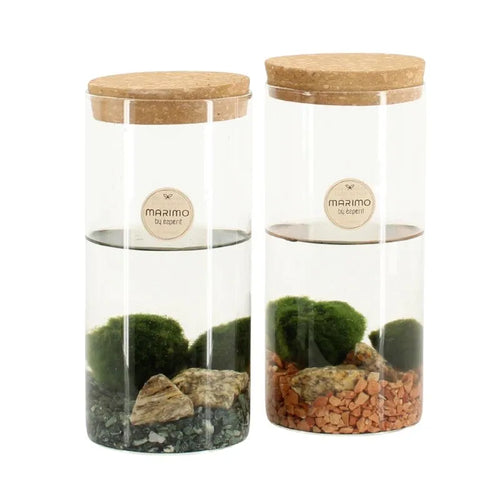 Marimo in vaso di vetro D.9 H.20 cm, sfera di alga verde intenso
