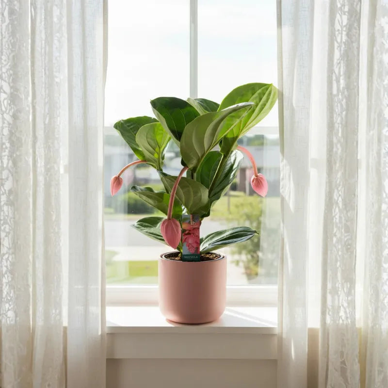 Medinilla Magnifica con fiori rosa su davanzale, pianta da interno ideale per ambienti luminosi