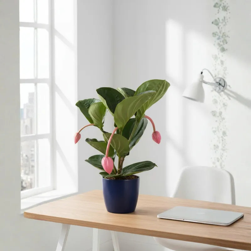 Medinilla Magnifica in vaso blu su scrivania luminosa, pianta tropicale con fiori rosa decorativi