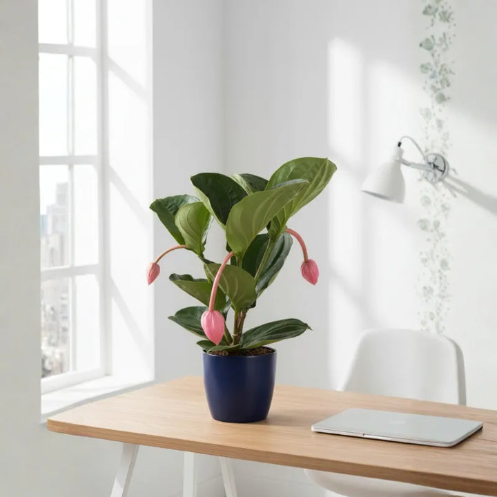 Medinilla Magnifica in vaso blu su scrivania luminosa, pianta tropicale con fiori rosa decorativi