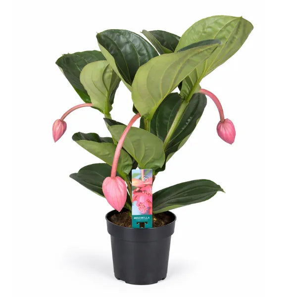 Medinilla magnifica Flamenco D.17 H.55 cm