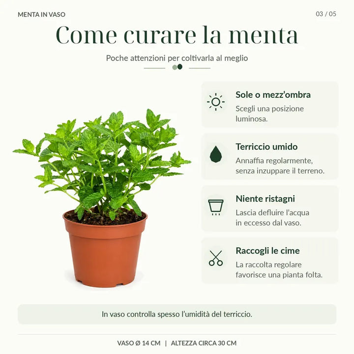 Menta Marocchina in vaso con indicazioni per esposizione, irrigazione, drenaggio e raccolta delle foglie