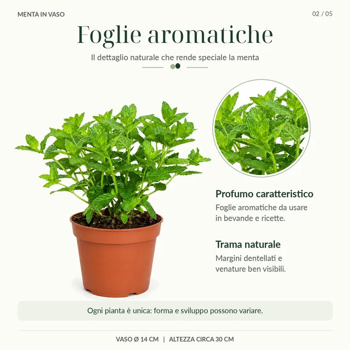 Dettaglio delle foglie verdi aromatiche della Menta Marocchina in vaso Ø14 cm