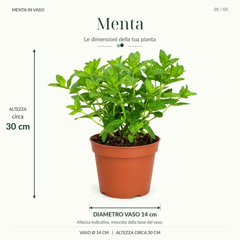 Menta Marocchina in vaso Ø14 cm con altezza circa 30 cm, immagine con indicazione delle dimensioni della pianta