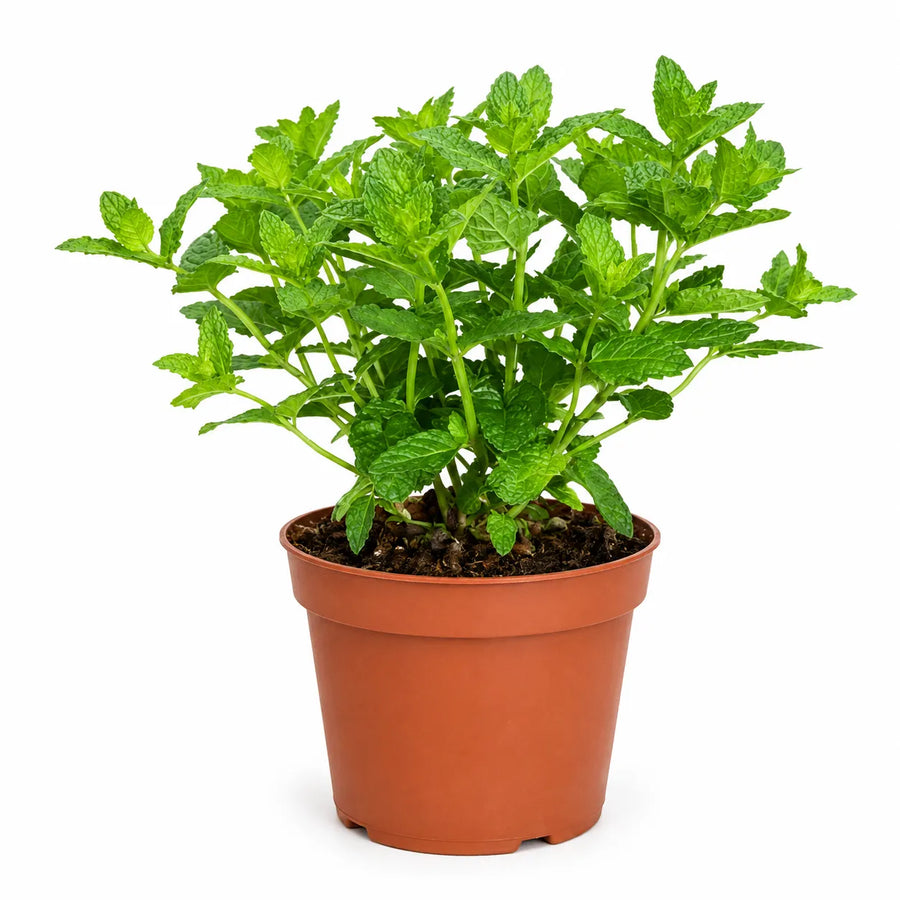 Pianta di Menta Marocchina in vaso Ø14 cm su sfondo bianco, con foglie verdi aromatiche
