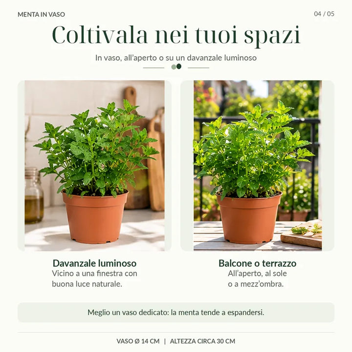 Menta Marocchina coltivata in vaso su davanzale luminoso, balcone o terrazzo