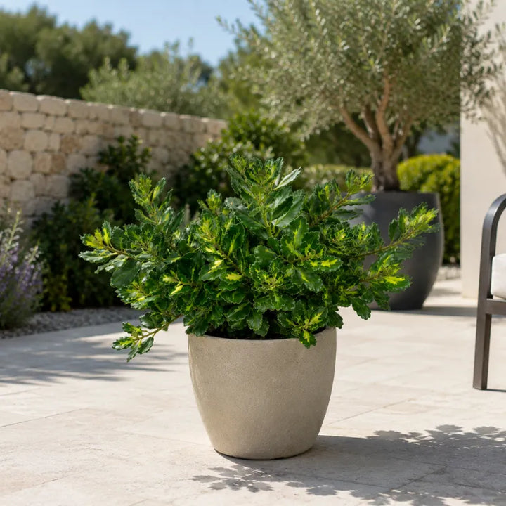 Metrosideros aureo con foglie variegate verde e giallo coltivato in vaso decorativo su terrazza moderna, ideale per arredare spazi esterni con eleganza.