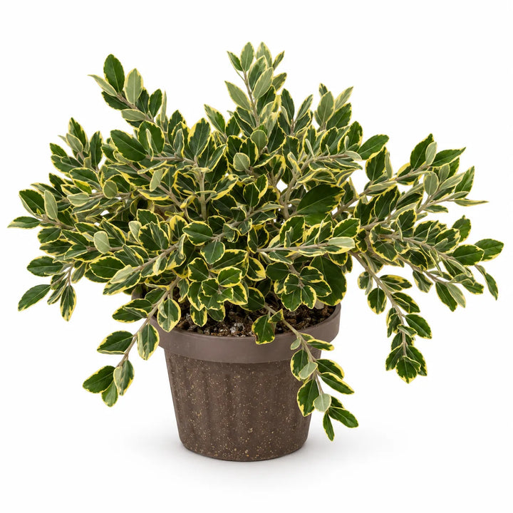 Metrosideros variegato in vaso su sfondo bianco, chioma con foglie dai margini chiari