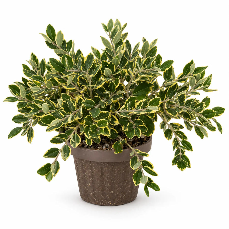 Metrosideros variegato in vaso su sfondo bianco, chioma con foglie dai margini chiari