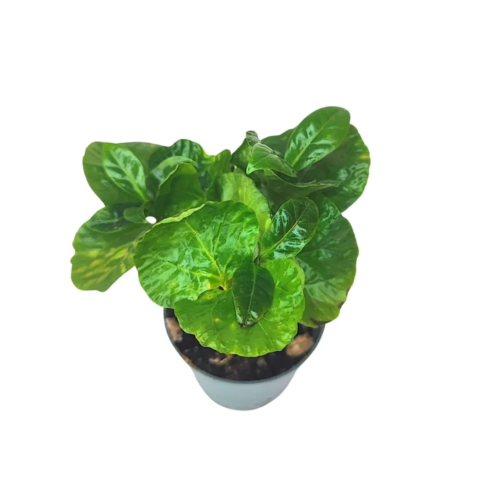 Pianta del caffè - vista dall'alto di una giovane Coffea Arabica con chioma compatta