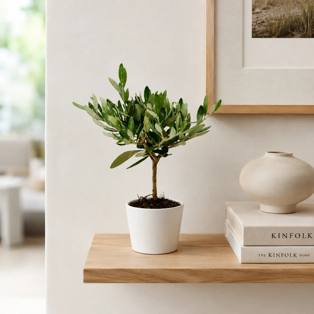Mini bonsai di olivo con foglie verdi in vaso di ceramica bianco, posizionato su una mensola in legno in un interno luminoso