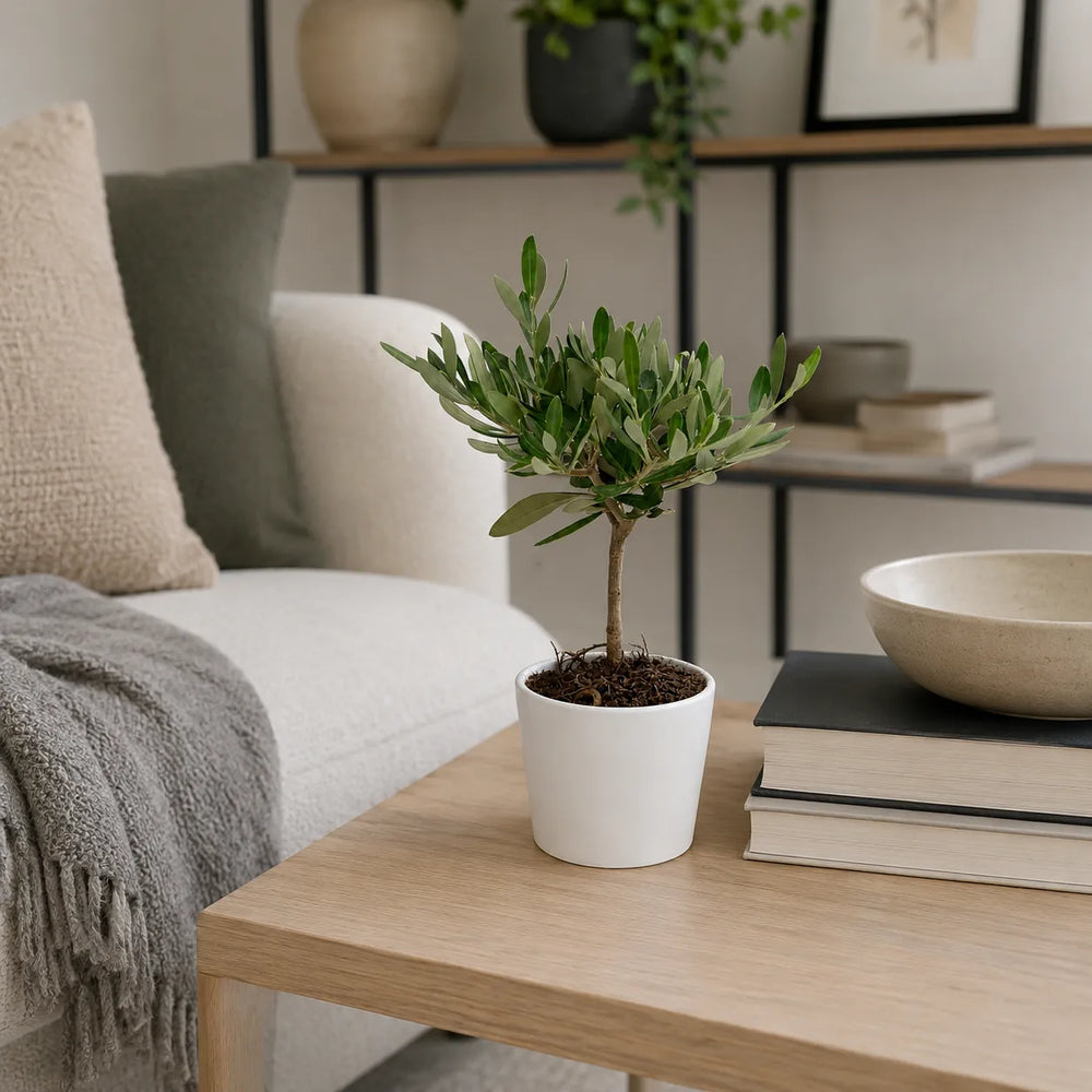 Mini bonsai di olivo in vaso di ceramica bianco, ambientato su un tavolino in legno in un soggiorno moderno