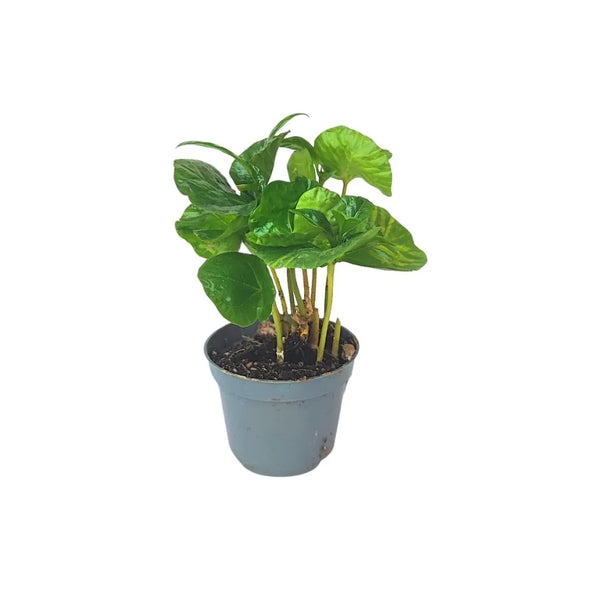 MIni Coffea Arabica - Piantina del caffè