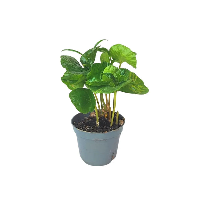 Mini Coffea Arabica - piantina del caffè in vaso grigio con foglie lucide