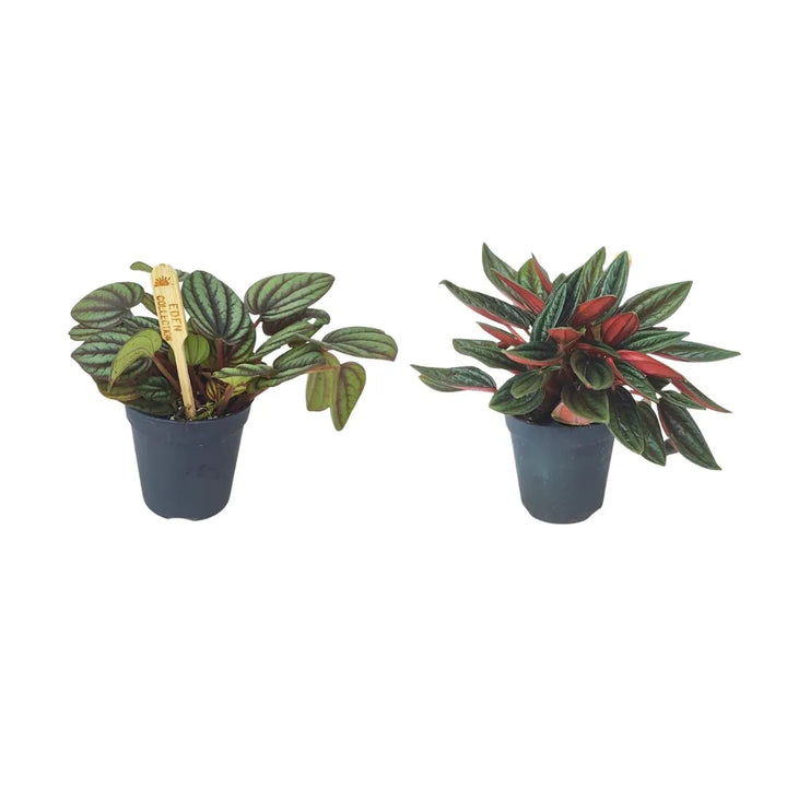 Mini Peperomia - Due varietà di peperomia affiancate: una con foglie tonde verde chiaro e venature scure, l'altra con foglie più strette verde scuro.
