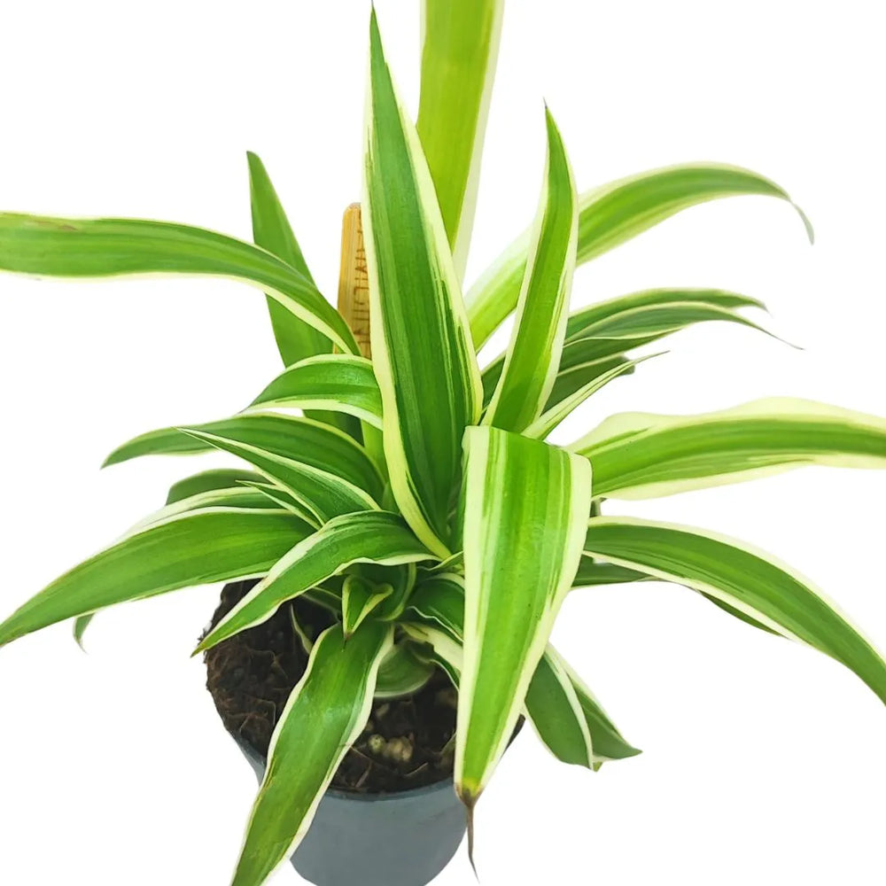 Mini Chlorophytum - Dettaglio ravvicinato delle foglie variegate