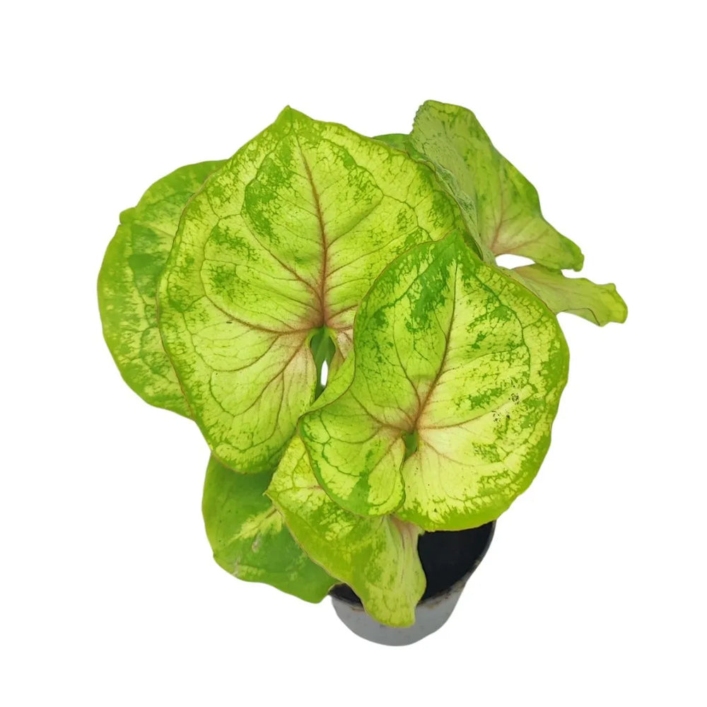 Mini Syngonium Pixie - vista dall'alto di foglie verdi con venature rosate