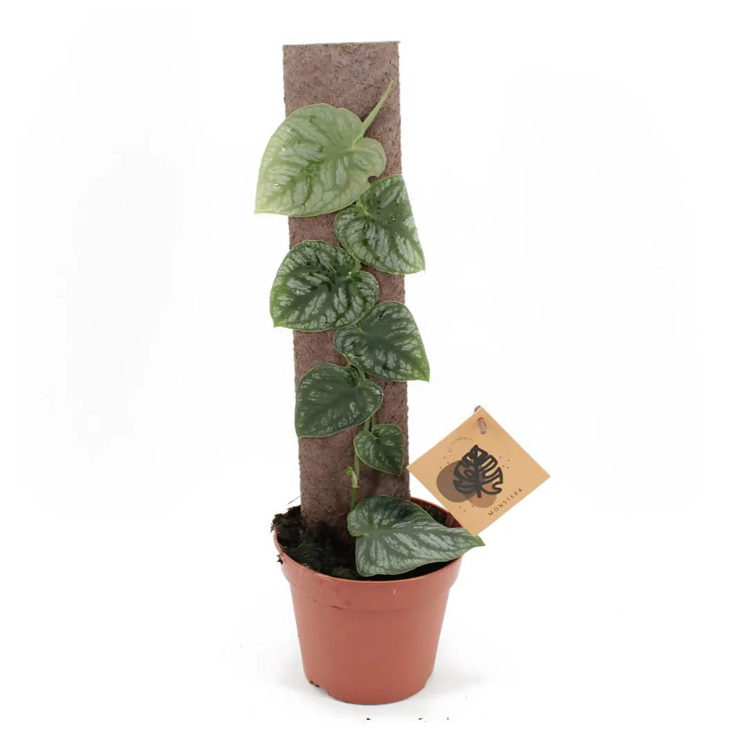 Monstera Dubia prezzo - pianta in vaso 14 cm con tutore in fibra, foglie cuoriformi