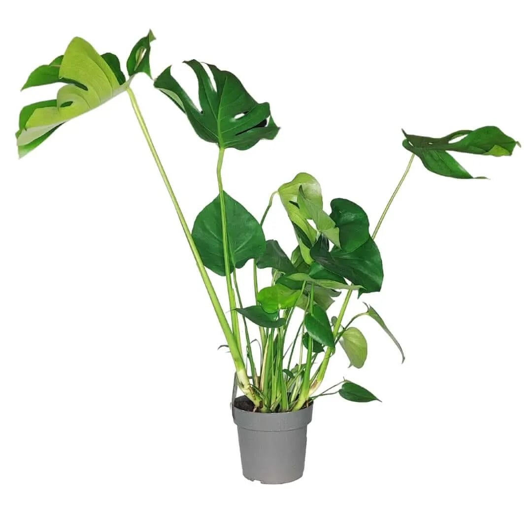 Monstera deliciosa D.17 H.60 - i Giardini di Giulia  