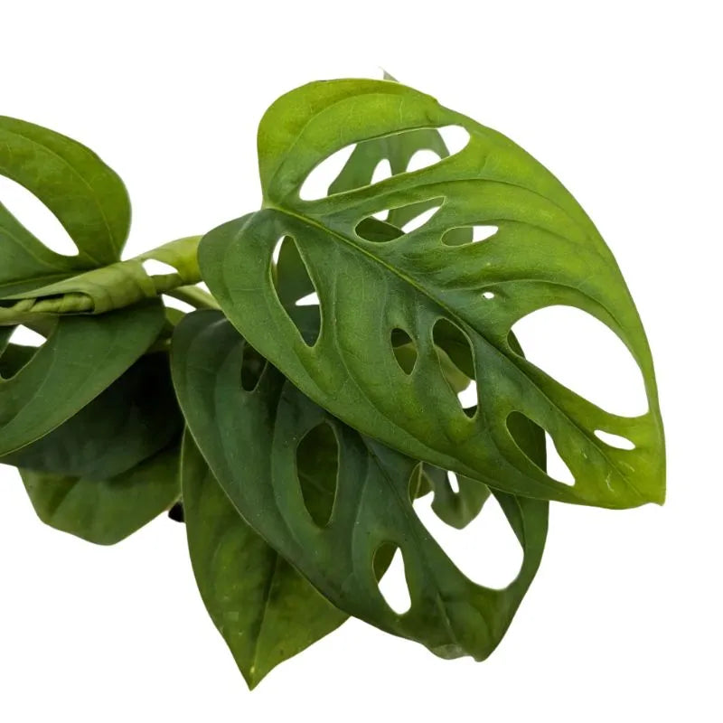 Dettaglio foglie della Mini Monstera Monkey Obliqua - struttura perforata