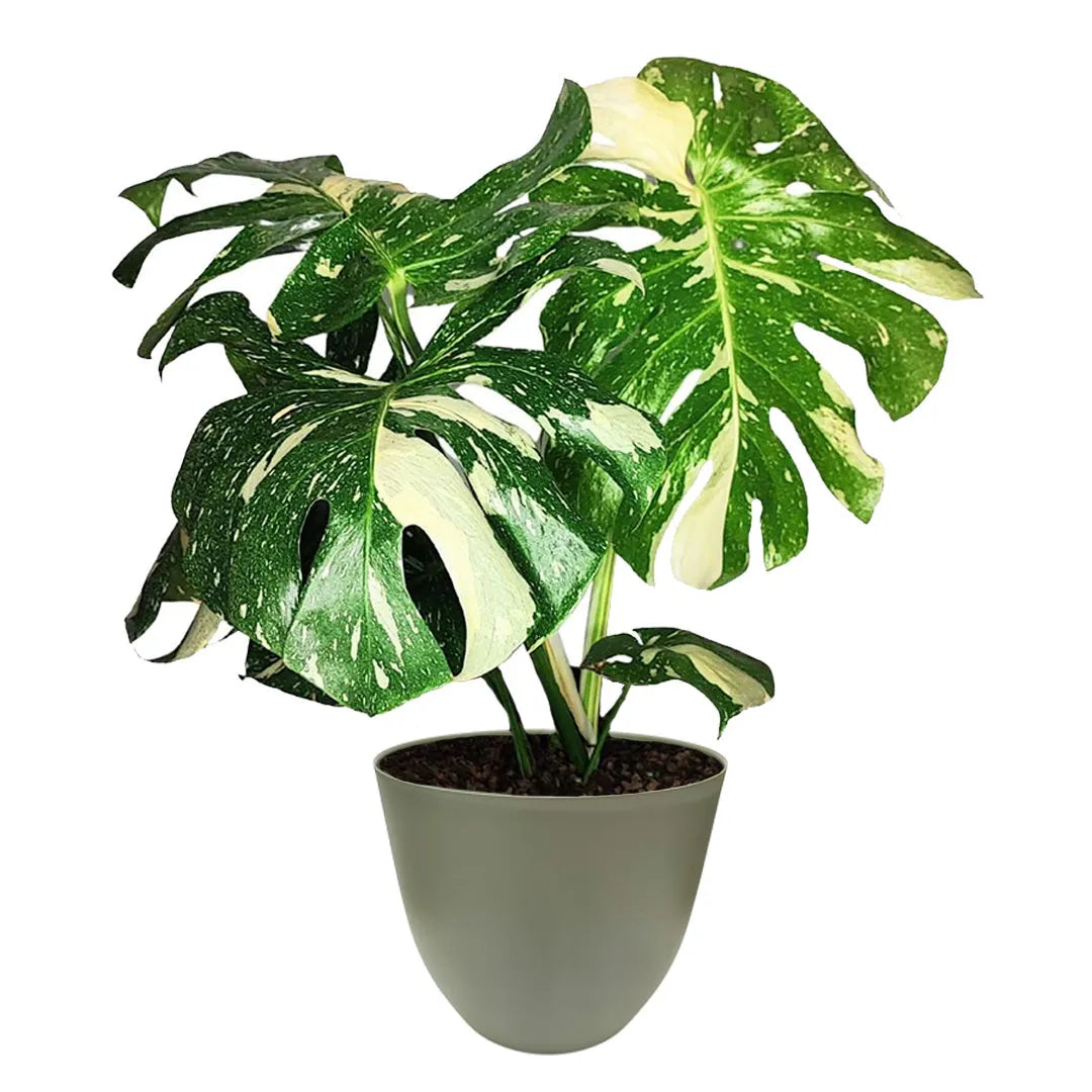 Pianta Monstera Thai Constellation con grandi foglie variegate e vaso verde in plastica riciclata da 25 cm, ideale per ambienti moderni e luminosi.