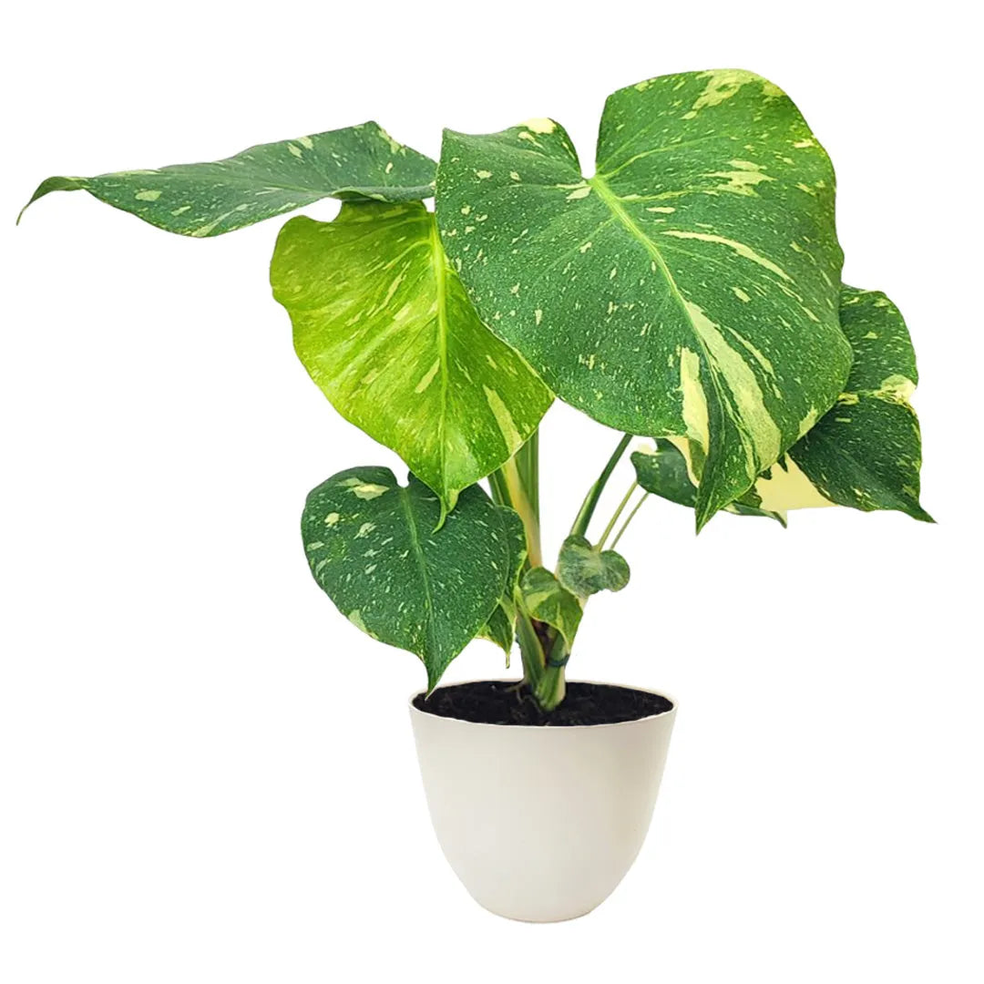 monstera thai samen Monstera Thai Constellation 50 cm – Plante d'intérieur de collection rare —  i Giardini di Giulia