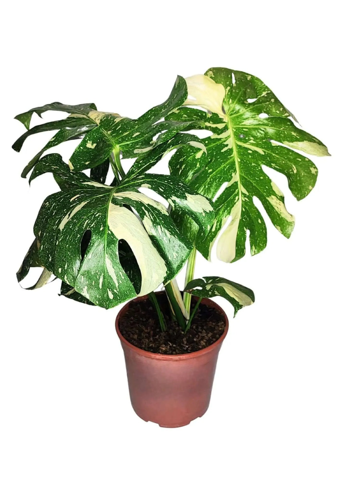 Pianta Monstera Thai Constellation alta 70–80 cm in vaso da coltivazione, senza coprivaso, con foglie variegate crema e verdi dal forte impatto estetico.