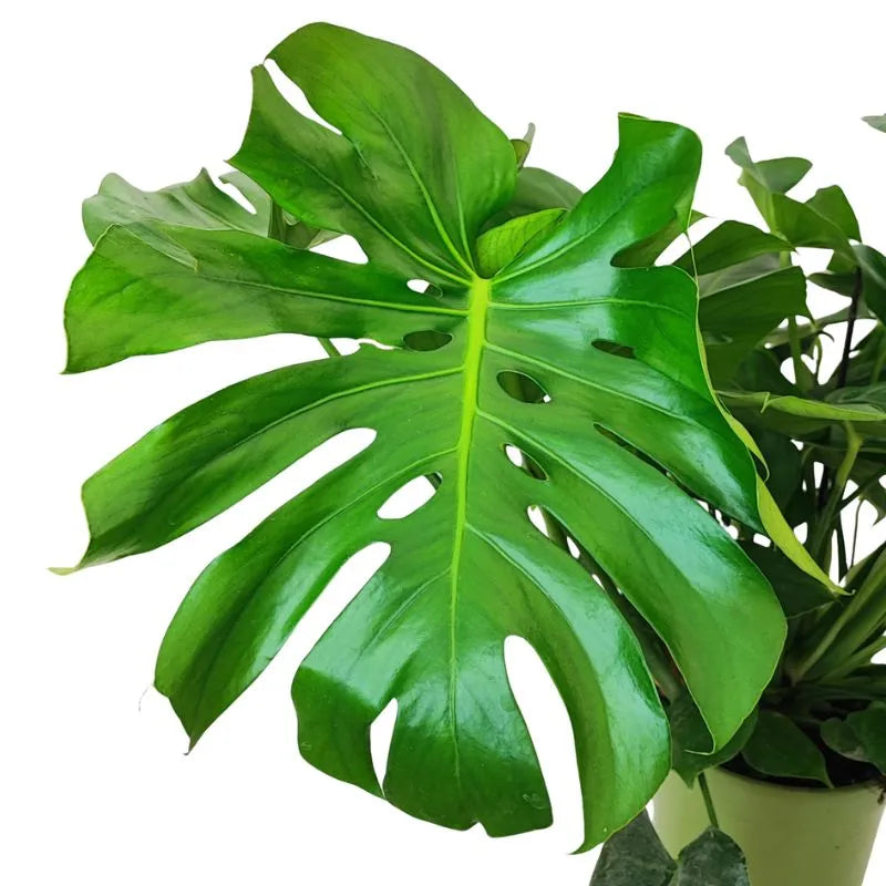 Monstera Deliciosa a cespuglio - primo piano di una foglia verde intenso con fenditure