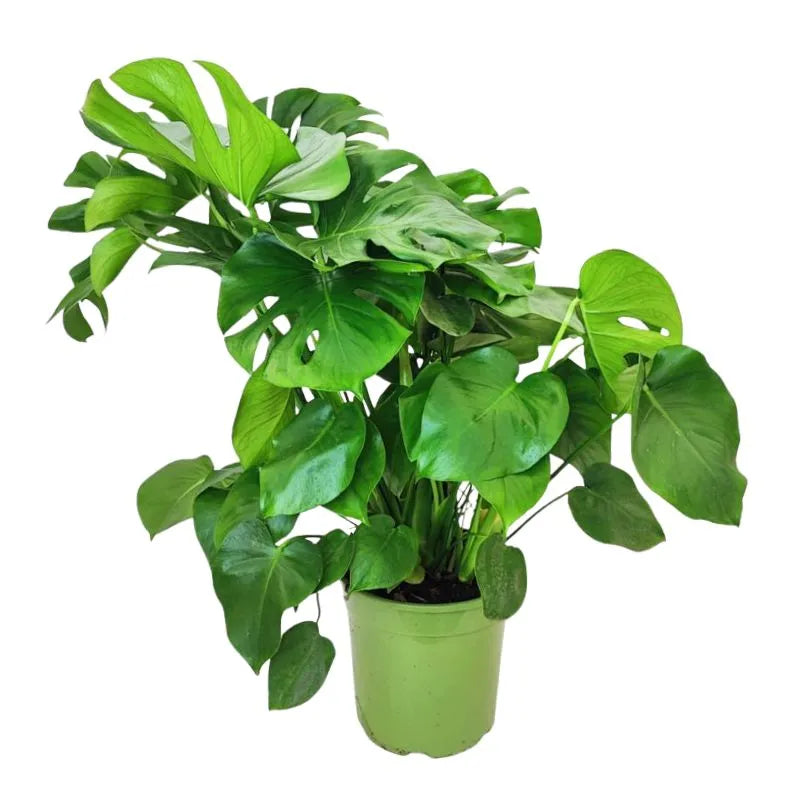 Monstera Deliciosa a Cespuglio Pianta Tropicale Ø24 H70 cm — i Giardini di  Giulia