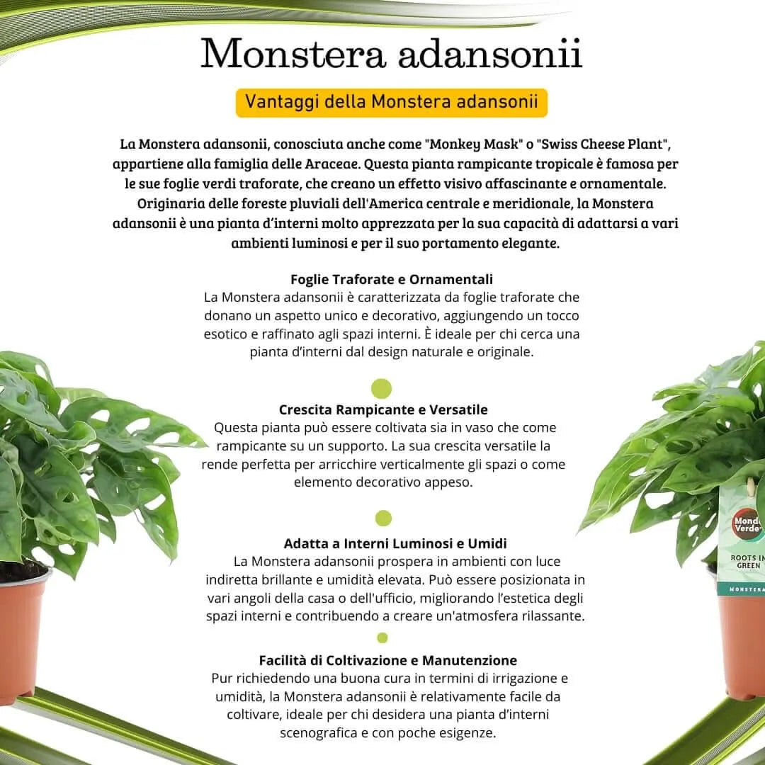Monstera Adansonii ricadente - pianta rampicante per un tocco esotico