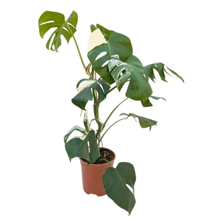 Monstera Deliciosa Albo Variegata - Esemplare Raro