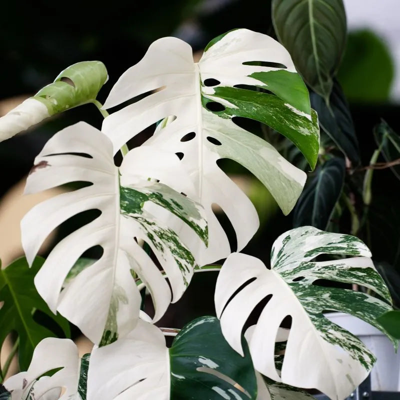 monstera deliciosa prezzo Monstera Deliciosa Albo Variegata Esemplare Raro — i Giardini di Giulia
