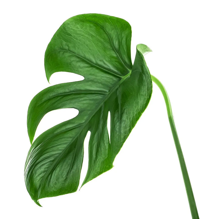 Monstera Deliciosa foglie - dettaglio di una foglia verde brillante con caratteristiche fenestrature naturali