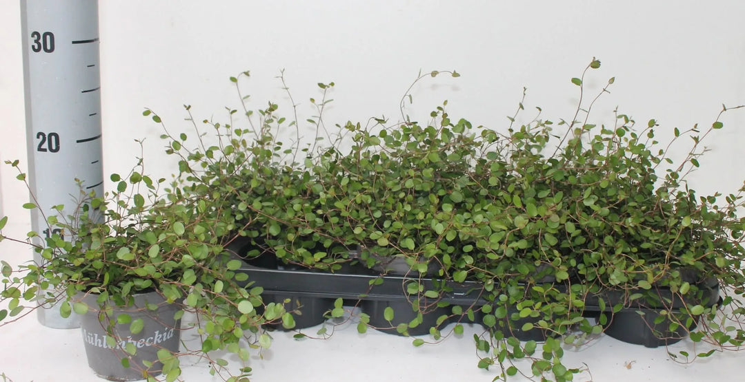 Muehlenbeckia complexa Mao'ri - pianta in vaso D.12 cm con fogliame denso e ricadente