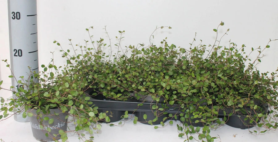 Muehlenbeckia complexa Mao'ri - pianta in vaso D.12 cm con fogliame denso e ricadente