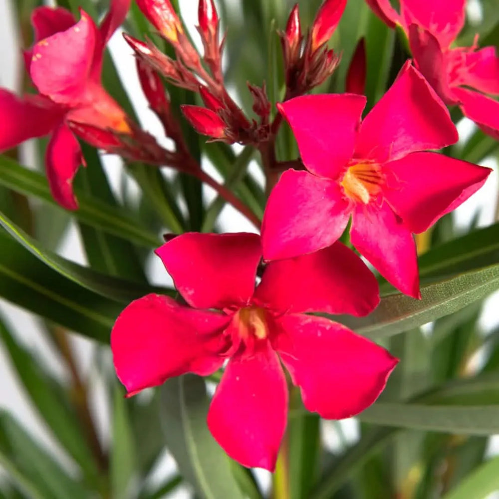 Oleandro pianta - dettaglio dei fiori rosa e delle foglie verdi lucide, simbolo di cura e bellezza