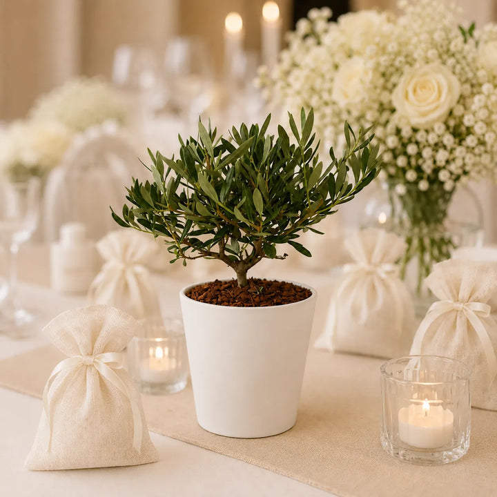 Olivo bonsai Dallas Midi alto 40 cm in vaso bianco moderno ideale come bomboniera green o centrotavola elegante per matrimonio ed eventi.