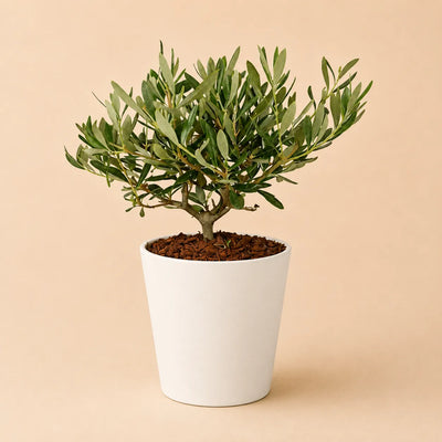 Olivo Bonsai Dallas Midi - Pflanzenhöhe 40 cm