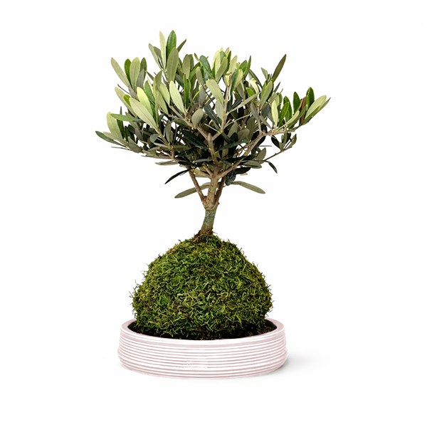 Kokedama Olivo Bonsai Pianta Mediterranea Unica Giardini di  i Giardini di  Giulia