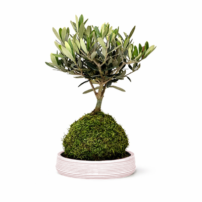 Kokedama Bonsai Olivo