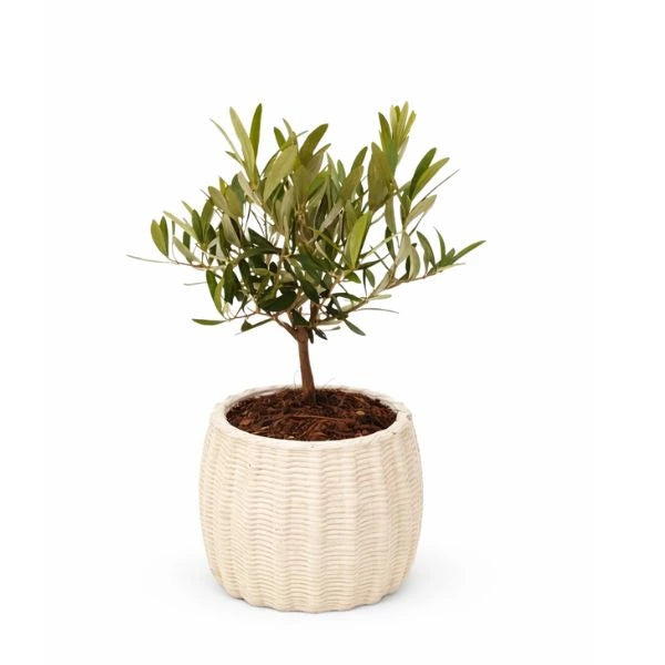 Olivo bonsai in vaso di ceramica Dioniso - vista frontale su sfondo neutro