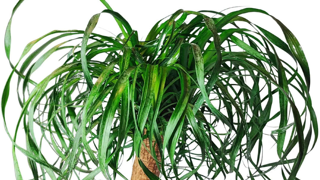Pianta Beaucarnea Mangiafumo - foglie verdi e base scultorea