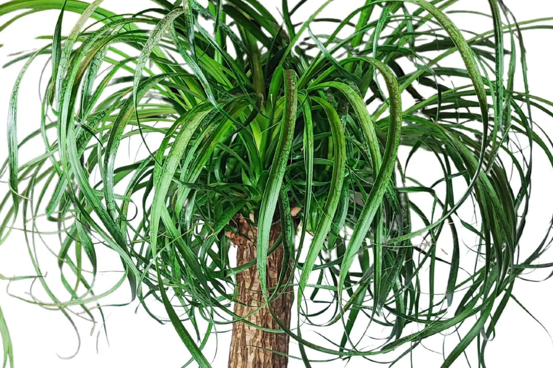 Pianta Beaucarnea Mangiafumo - dettaglio del vaso in plastica e della base