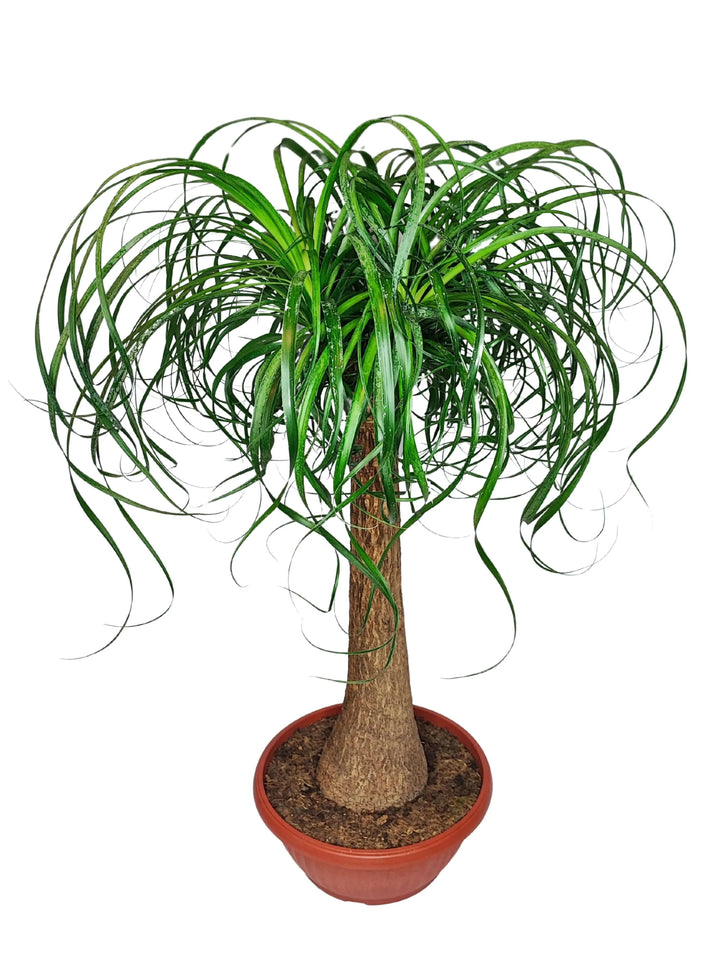 Beaucarnea 85 cm - vista dall'alto del fogliame a cascata