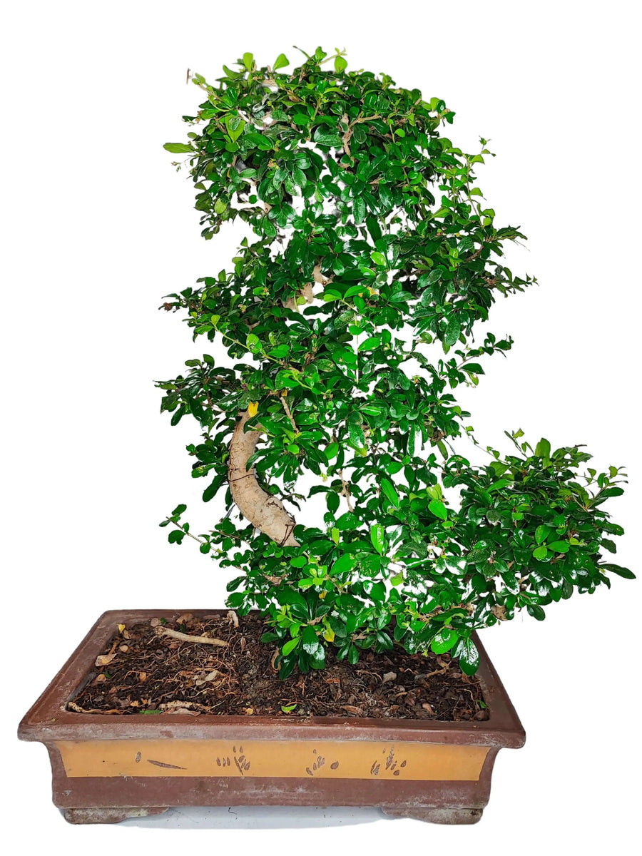 Bonsai Carmona 80 cm visto frontalmente in vaso ceramica decorato