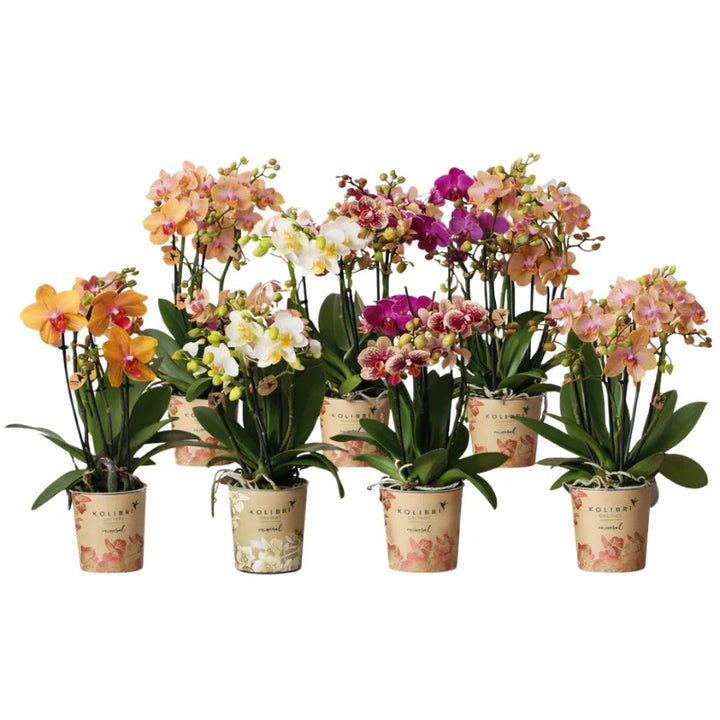 Collezione di orchidee Phalaenopsis Kolibri a 3 steli in diversi colori in vaso decorativo