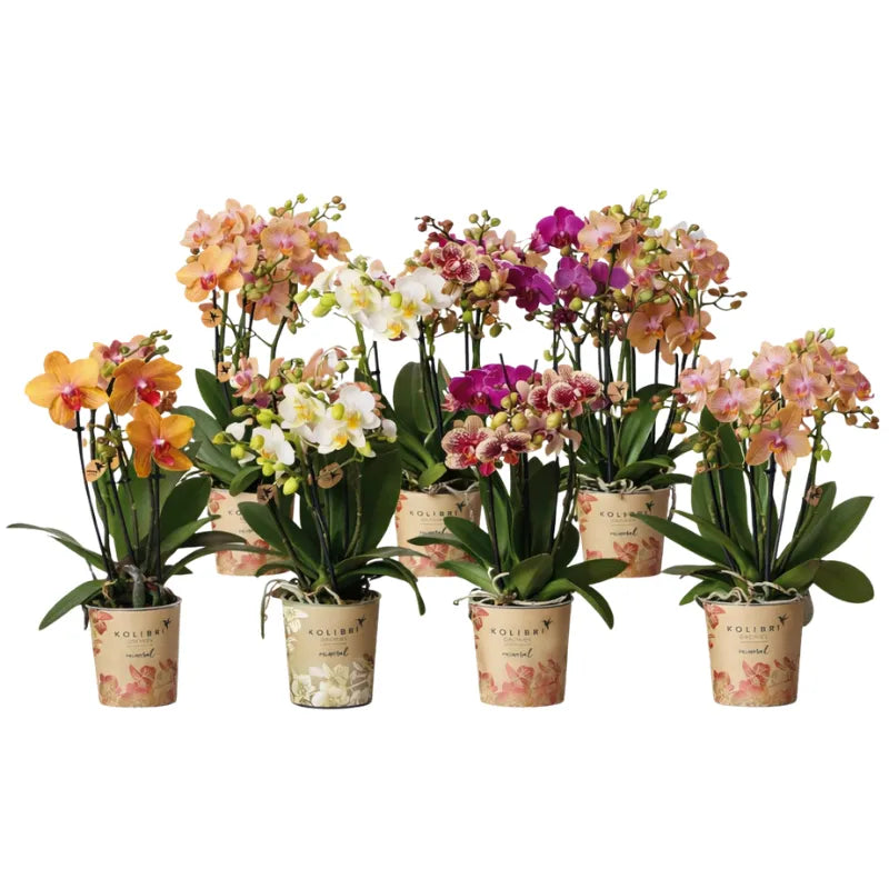 Collezione di orchidee Phalaenopsis Kolibri a 3 steli in diversi colori in vaso decorativo
