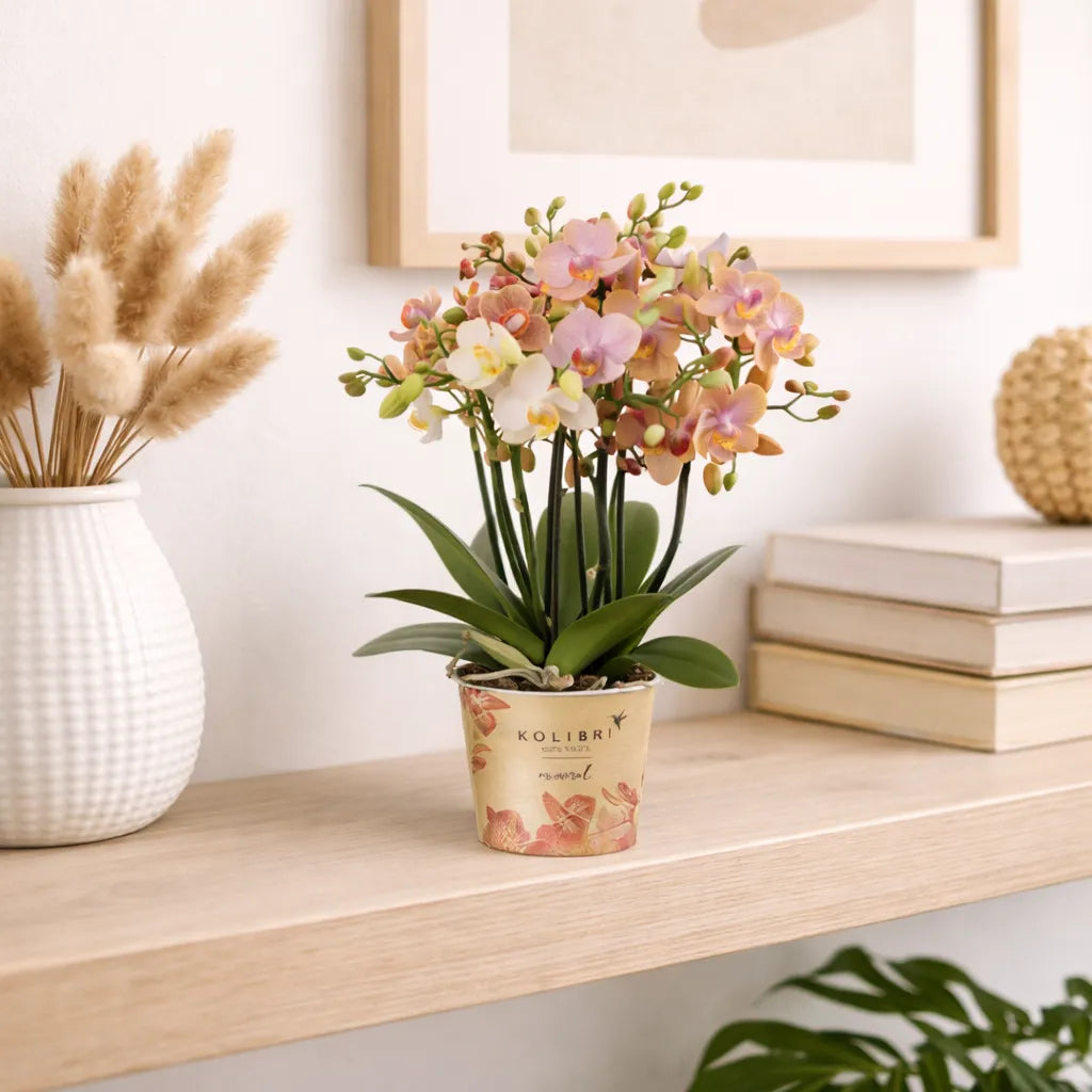 Orchidea Phalaenopsis Kolibri con tre steli fioriti su davanzale vicino alla finestra