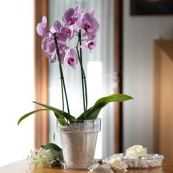 Vase Porto Transparent